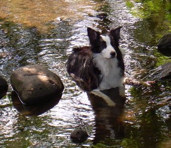 Hund im Jenischpark