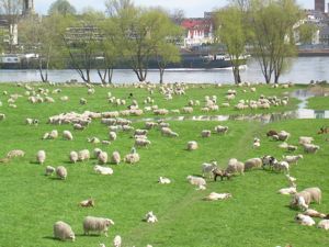 Schafherde